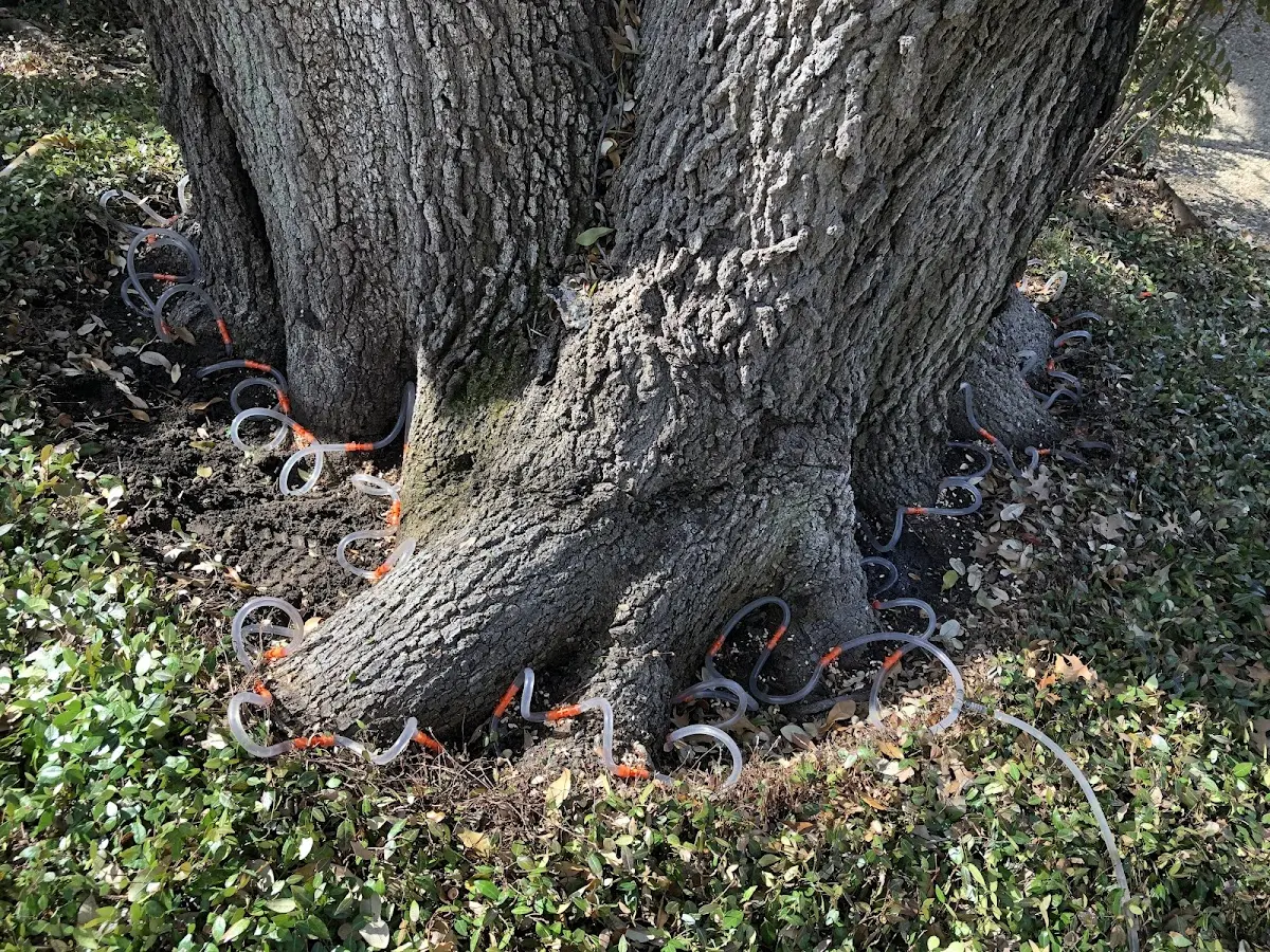 Detailed Tree Cabling and Bracing job site in Naselle