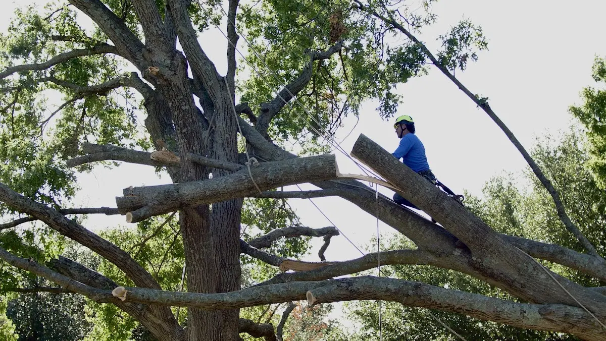 Professional Crown Thinning performed by certified arborists in Naselle