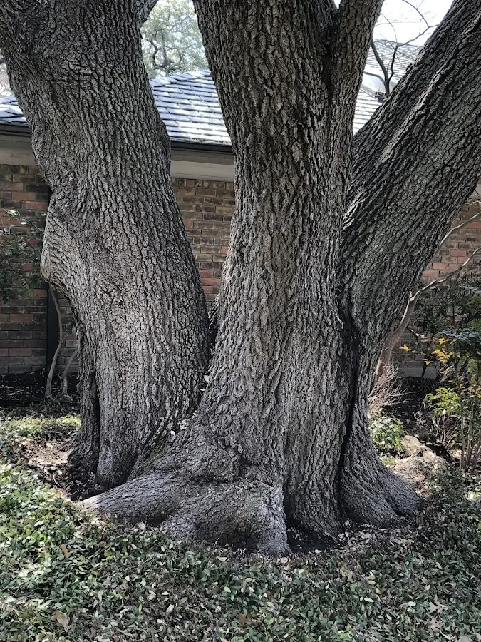 Mature heritage tree close to a Naselle property cared for by certified arborists